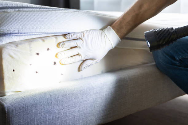 Best Bed Bug Extermination  in Forsyth, MO