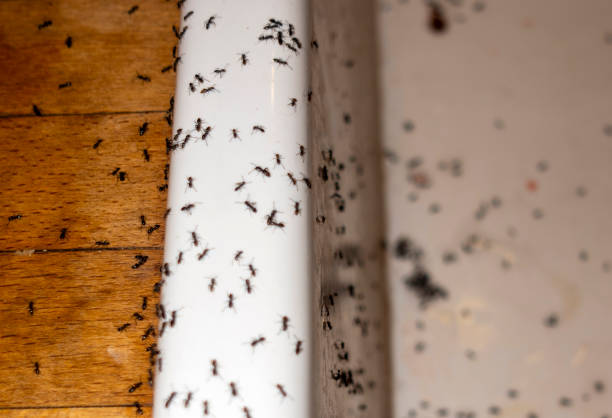 Best Mosquito Control Services  in Forsyth, MO